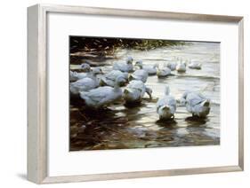 Ducks in Shallow Water Reed; Enten in Flachem Schilfwasser-Alexander Koester-Framed Giclee Print