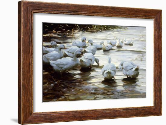 Ducks in Shallow Water Reed; Enten in Flachem Schilfwasser-Alexander Koester-Framed Giclee Print