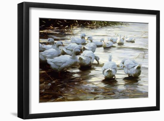 Ducks in Shallow Water Reed; Enten in Flachem Schilfwasser-Alexander Koester-Framed Giclee Print