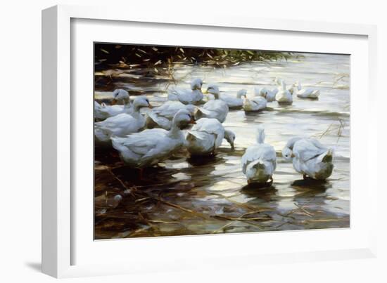 Ducks in Shallow Water Reed; Enten in Flachem Schilfwasser-Alexander Koester-Framed Giclee Print