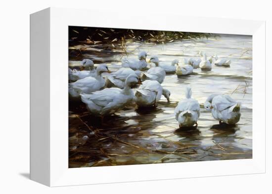 Ducks in Shallow Water Reed; Enten in Flachem Schilfwasser-Alexander Koester-Framed Giclee Print