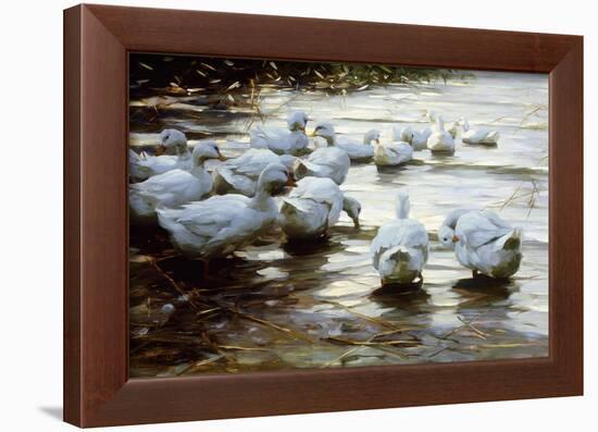 Ducks in Shallow Water Reed; Enten in Flachem Schilfwasser-Alexander Koester-Framed Giclee Print