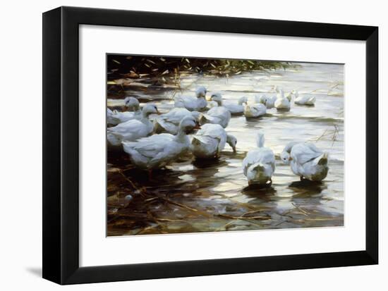 Ducks in Shallow Water Reed; Enten in Flachem Schilfwasser-Alexander Koester-Framed Premium Giclee Print