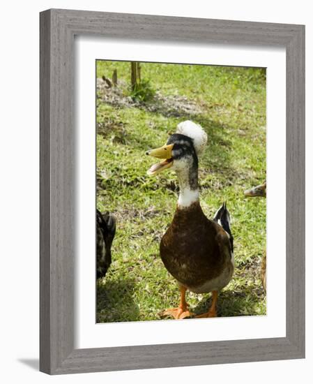 Ducks in the Grounds of Montana De Fuego Hotel, La Fortuna, Arenal, Costa Rica, Central America-R H Productions-Framed Photographic Print