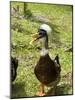 Ducks in the Grounds of Montana De Fuego Hotel, La Fortuna, Arenal, Costa Rica, Central America-R H Productions-Mounted Photographic Print