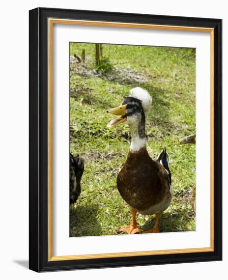 Ducks in the Grounds of Montana De Fuego Hotel, La Fortuna, Arenal, Costa Rica, Central America-R H Productions-Framed Photographic Print