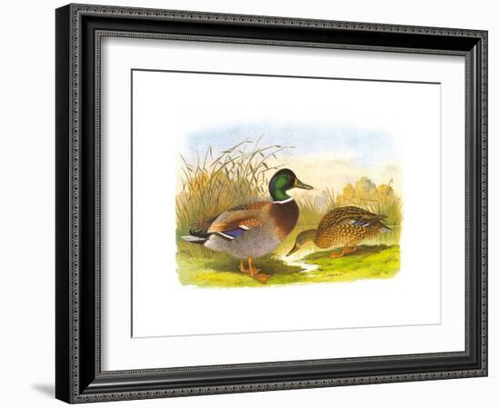 Ducks IV-Henry Jones-Framed Premium Giclee Print