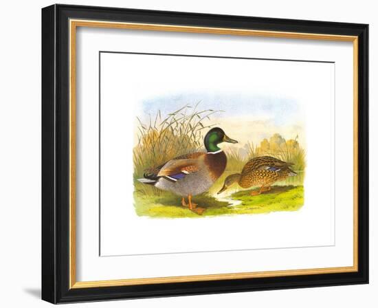 Ducks IV-Henry Jones-Framed Premium Giclee Print