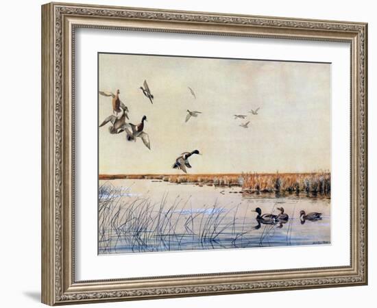 Ducks Landing, 1919-Louis Agassiz Fuertes-Framed Giclee Print