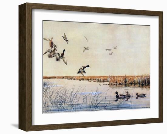 Ducks Landing, 1919-Louis Agassiz Fuertes-Framed Giclee Print