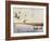 Ducks Landing, 1919-Louis Agassiz Fuertes-Framed Giclee Print