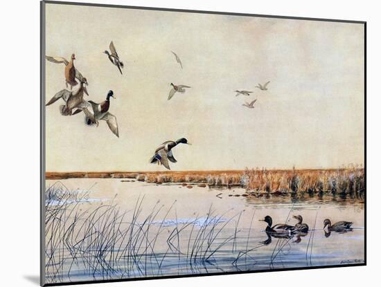 Ducks Landing, 1919-Louis Agassiz Fuertes-Mounted Giclee Print