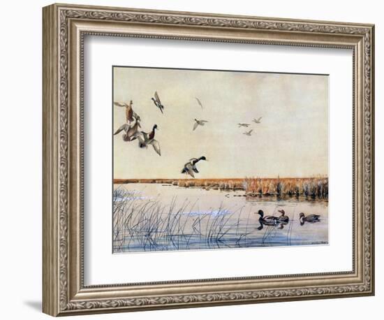 Ducks Landing, 1919-Louis Agassiz Fuertes-Framed Giclee Print