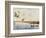 Ducks Landing, 1919-Louis Agassiz Fuertes-Framed Giclee Print