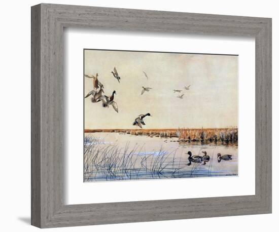 Ducks Landing, 1919-Louis Agassiz Fuertes-Framed Giclee Print