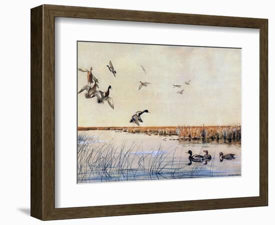 Ducks Landing, 1919-Louis Agassiz Fuertes-Framed Giclee Print