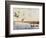 Ducks Landing, 1919-Louis Agassiz Fuertes-Framed Giclee Print