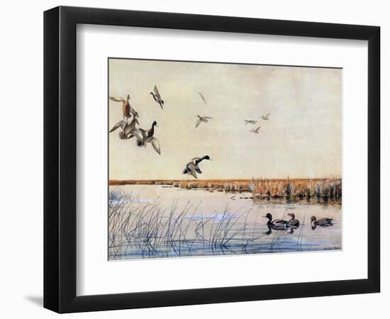 Ducks Landing, 1919-Louis Agassiz Fuertes-Framed Giclee Print