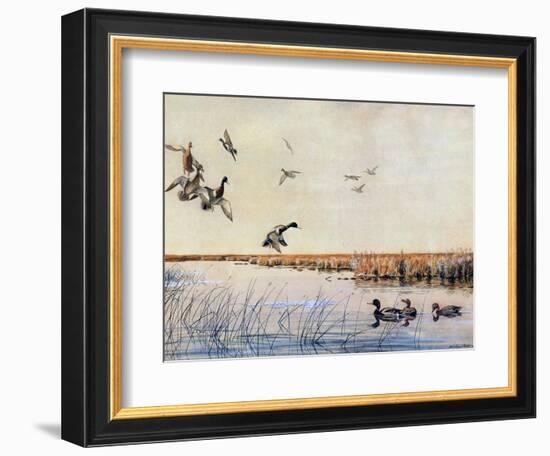 Ducks Landing, 1919-Louis Agassiz Fuertes-Framed Giclee Print