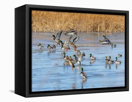 Ducks leaving the pond-Michael Scheufler-Framed Premier Image Canvas