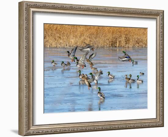 Ducks leaving the pond-Michael Scheufler-Framed Photographic Print