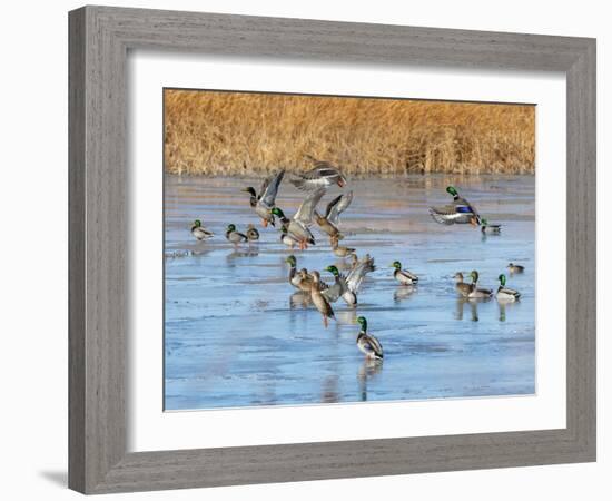 Ducks leaving the pond-Michael Scheufler-Framed Photographic Print