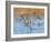 Ducks leaving the pond-Michael Scheufler-Framed Photographic Print