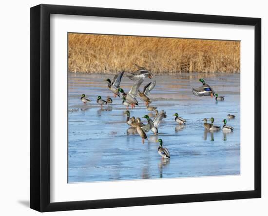 Ducks leaving the pond-Michael Scheufler-Framed Photographic Print