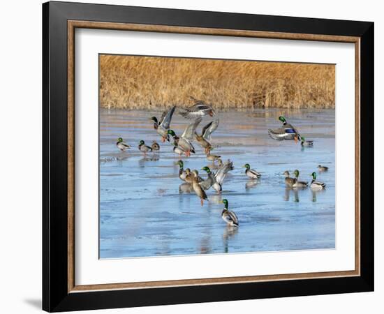 Ducks leaving the pond-Michael Scheufler-Framed Photographic Print