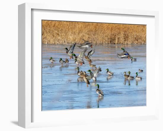 Ducks leaving the pond-Michael Scheufler-Framed Photographic Print