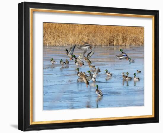 Ducks leaving the pond-Michael Scheufler-Framed Photographic Print