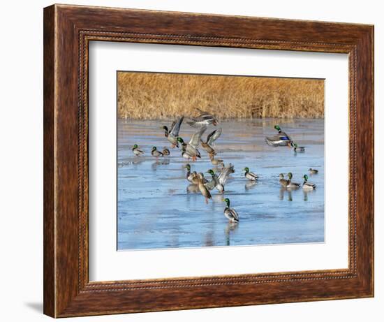 Ducks leaving the pond-Michael Scheufler-Framed Photographic Print