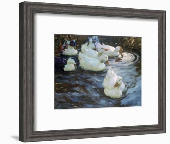 Ducks on a Pond, C1884-1932-Alexander Koester-Framed Giclee Print