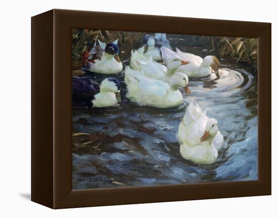 Ducks on a Pond, C1884-1932-Alexander Koester-Framed Premier Image Canvas