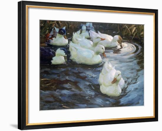 Ducks on a Pond, C1884-1932-Alexander Koester-Framed Premium Giclee Print