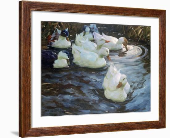 Ducks on a Pond, C1884-1932-Alexander Koester-Framed Premium Giclee Print