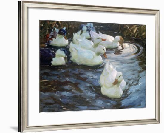 Ducks on a Pond, C1884-1932-Alexander Koester-Framed Giclee Print