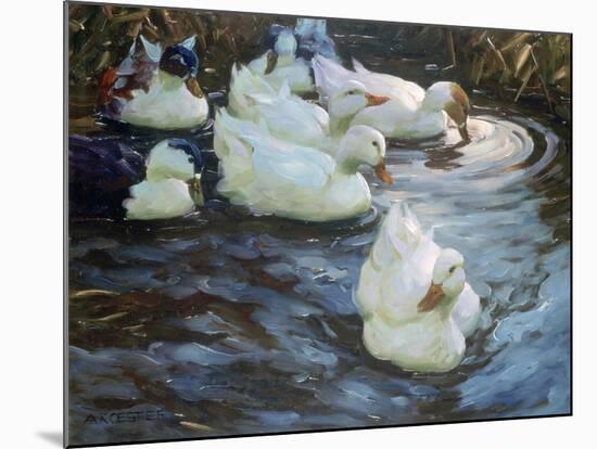 Ducks on a Pond, C1884-1932-Alexander Koester-Mounted Giclee Print