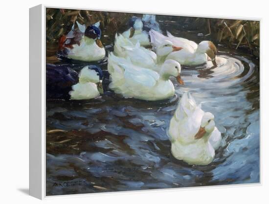 Ducks on a Pond, C1884-1932-Alexander Koester-Framed Premier Image Canvas