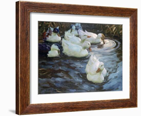 Ducks on a Pond, C1884-1932-Alexander Koester-Framed Giclee Print