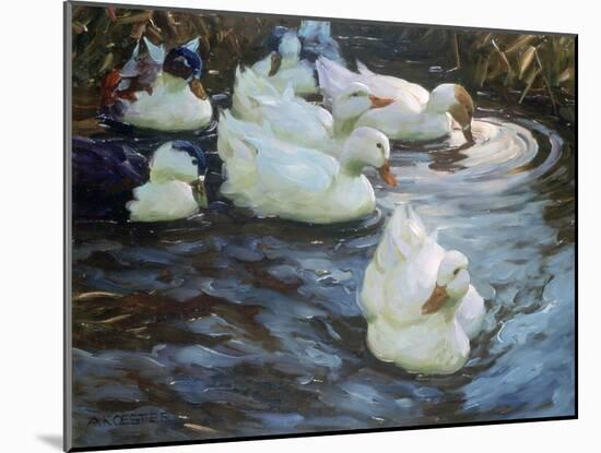 Ducks on a Pond, C1884-1932-Alexander Koester-Mounted Giclee Print