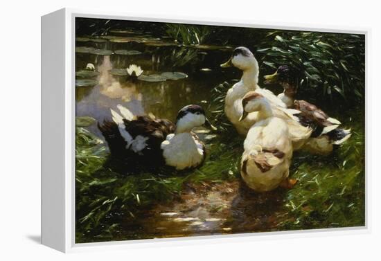 Ducks on a Pond with Waterlilies-Alexander Koester-Framed Premier Image Canvas