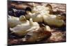 Ducks on a Riverbank-Alexander Koester-Mounted Giclee Print