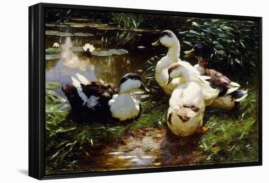 Ducks on a Riverbank-Alexander Koester-Framed Premier Image Canvas