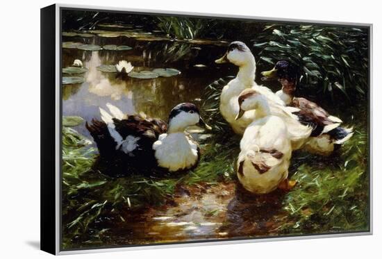 Ducks on a Riverbank-Alexander Koester-Framed Premier Image Canvas