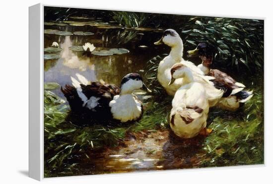 Ducks on a Riverbank-Alexander Koester-Framed Premier Image Canvas