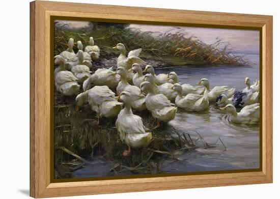 Ducks on the Lakeshore-Alexander Koester-Framed Premier Image Canvas