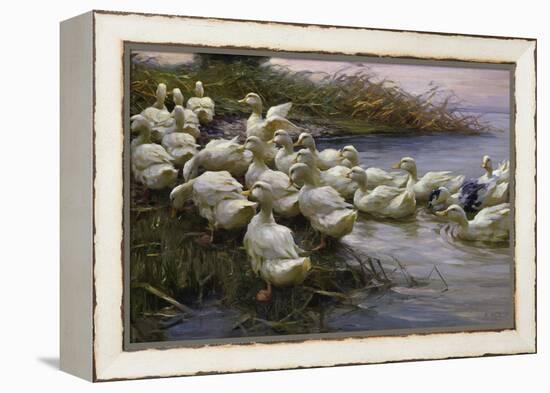 Ducks on the Lakeshore-Alexander Koester-Framed Premier Image Canvas