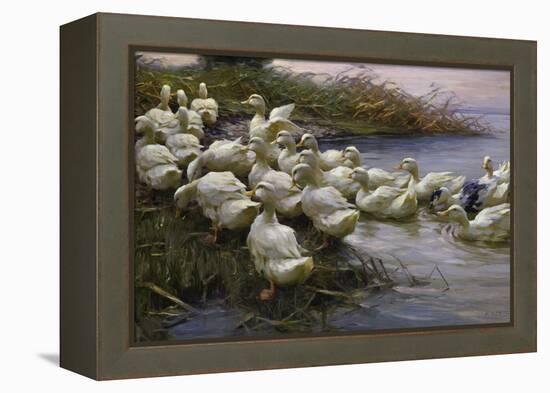 Ducks on the Lakeshore-Alexander Koester-Framed Premier Image Canvas