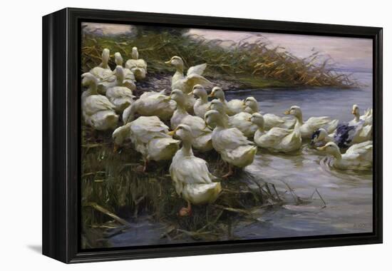 Ducks on the Lakeshore-Alexander Koester-Framed Premier Image Canvas